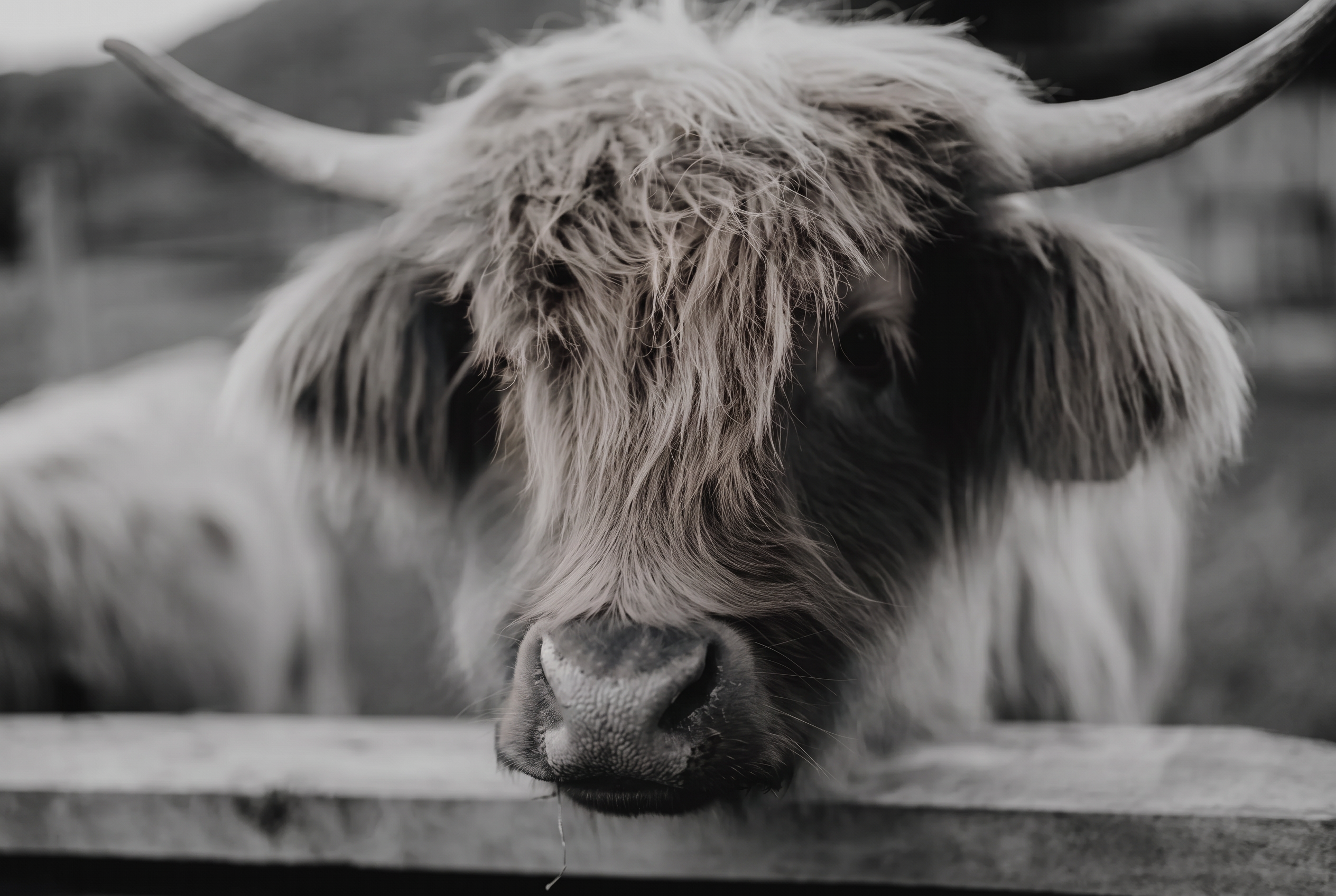 A highland cow at the venue